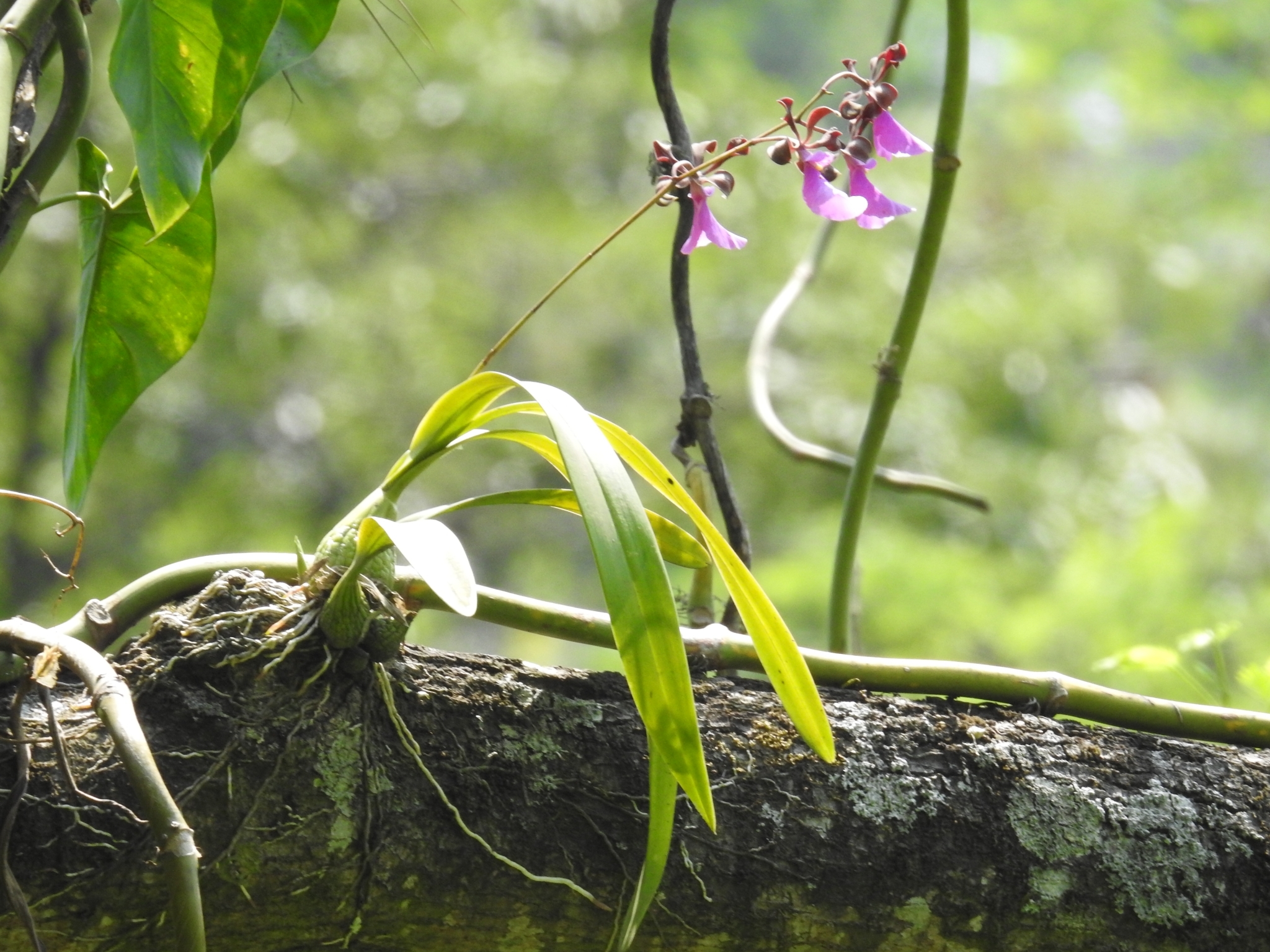Imagem de Orquídea coração