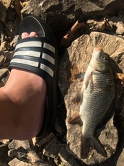 Systomus orphoides