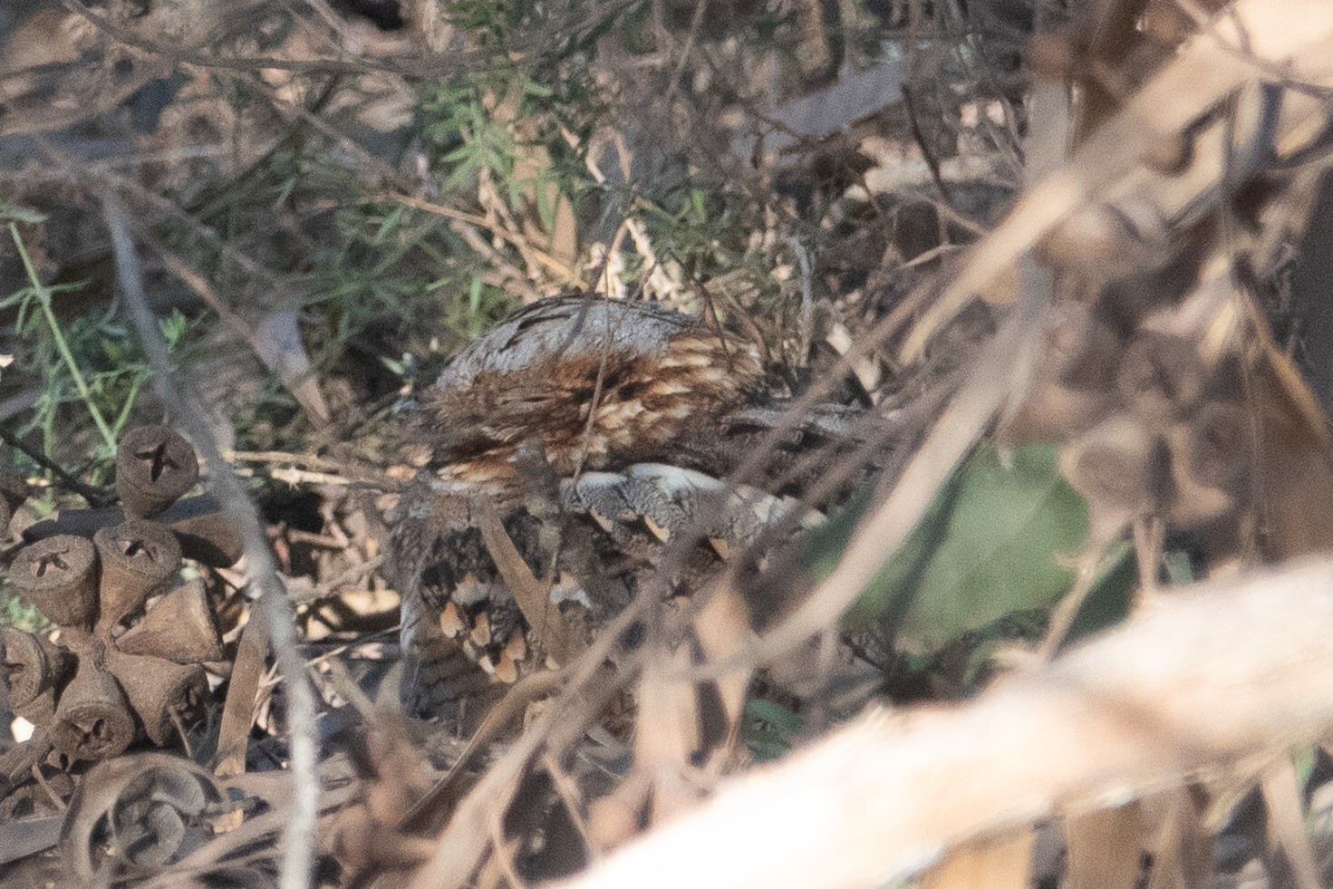 Red-necked Nightjar (Caprimulgus ruficollis), photo 3