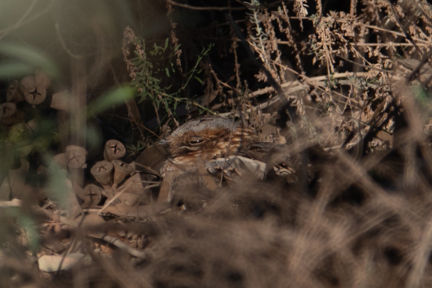 Red-necked Nightjar (Caprimulgus ruficollis), photo 4