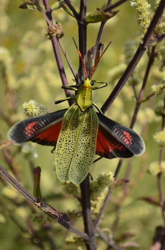 Romalea picticornis
