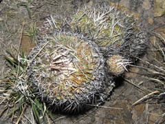 Echinofossulocactus zacatecasensis