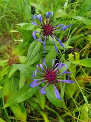 Centaurea montana