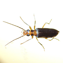 Nacerdes carniolica