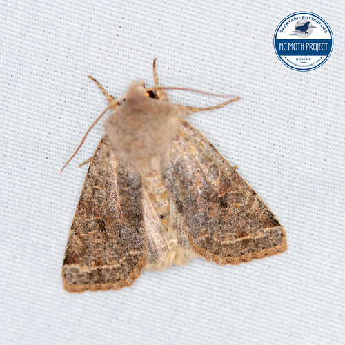 Speckled Green Fruitworm Moth photo 3