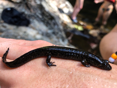 Desmognathus amphileucus