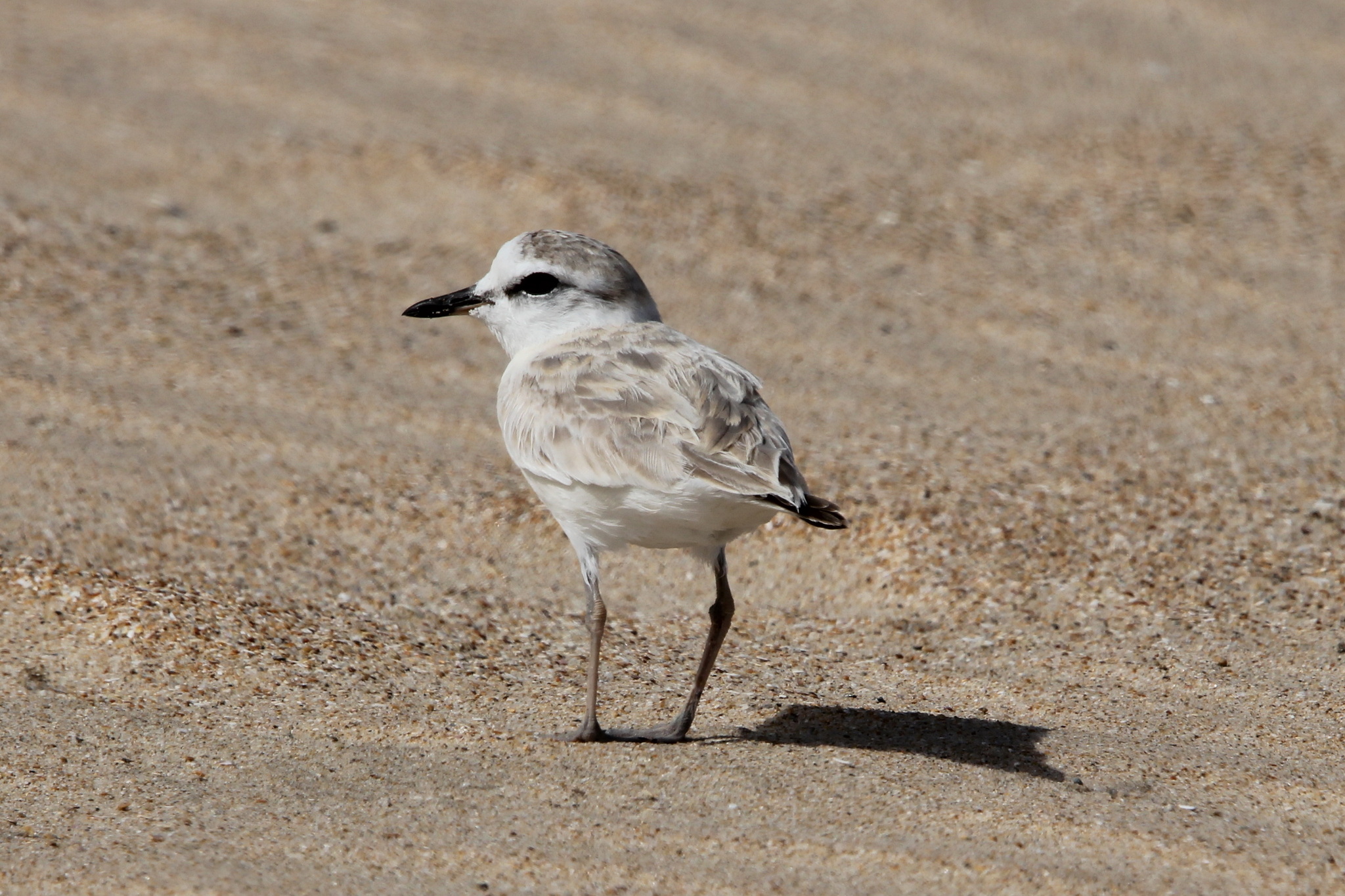 White-fronted Plover (Anarhynchus marginatus)