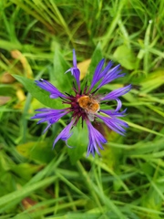 Centaurea montana