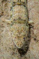Synodontidae