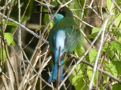 Merops viridis