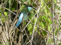 Merops viridis