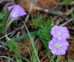 Ipomoea capillacea