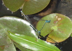 Enallagma exsulans