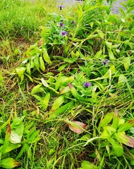 Centaurea montana
