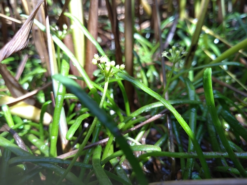 Image of Lilaeopsis chinensis by no rights reserved