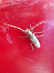 Monochamus marmorator