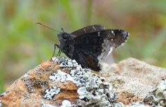 Eudaminae