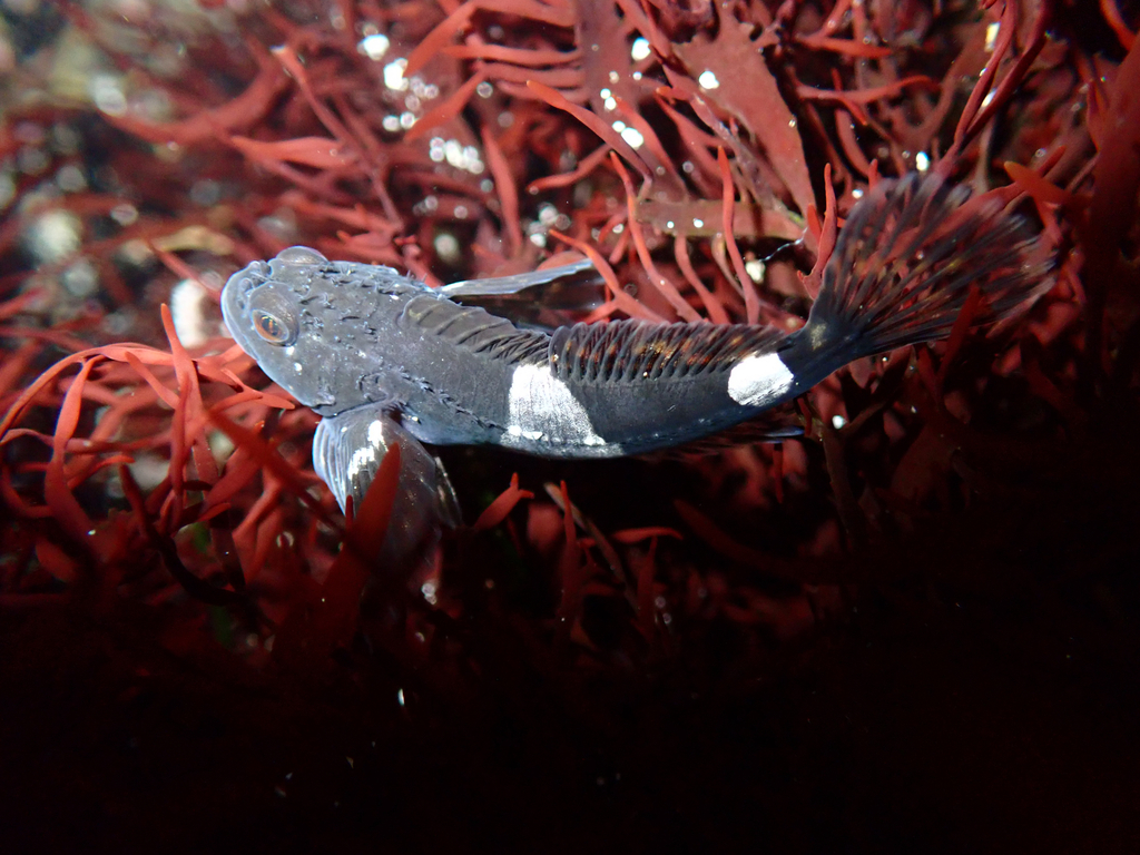 Mosshead sculpin (Clinocottus globiceps) — Cottidae