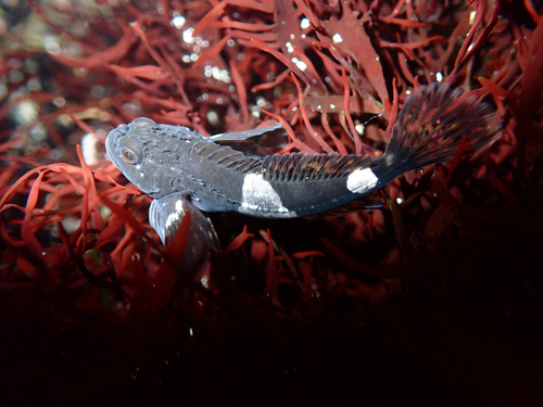 Mosshead sculpin (Clinocottus globiceps) — Cottidae