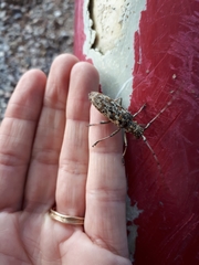 Monochamus marmorator