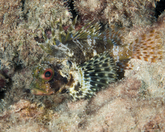 Dendrochirus barberi