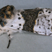 Alder Kitten - Photo (c) Janet Graham, some rights reserved (CC BY)