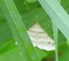 Phalaenophana pyramusalis