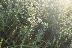 Eryngium yuccifolium