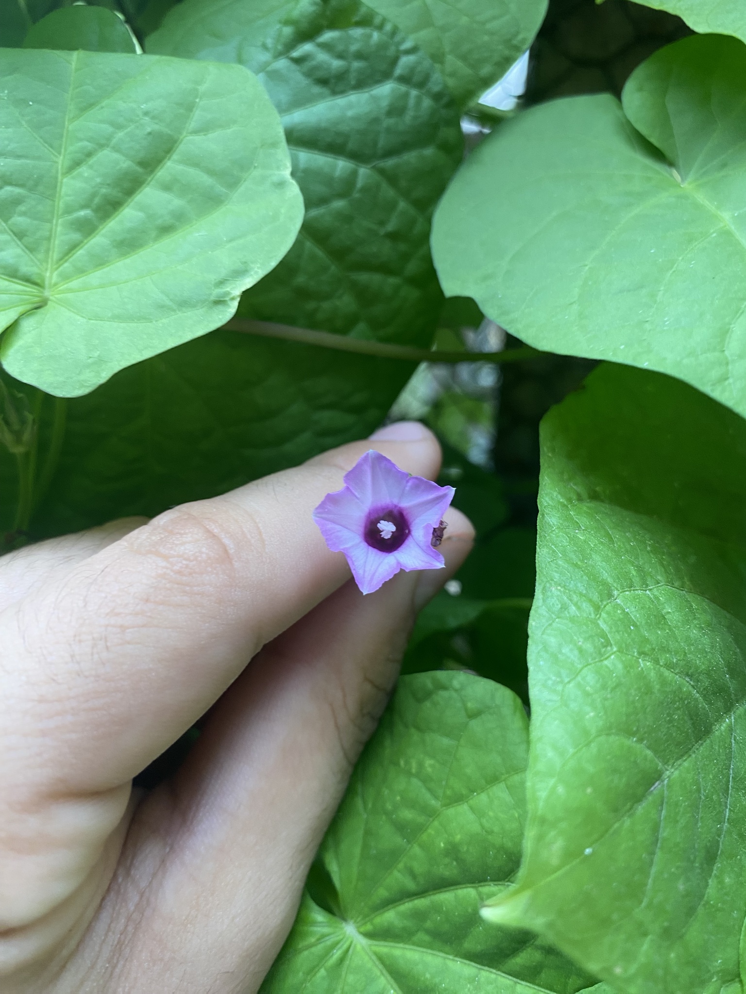 Imagem de Corda-de-viola