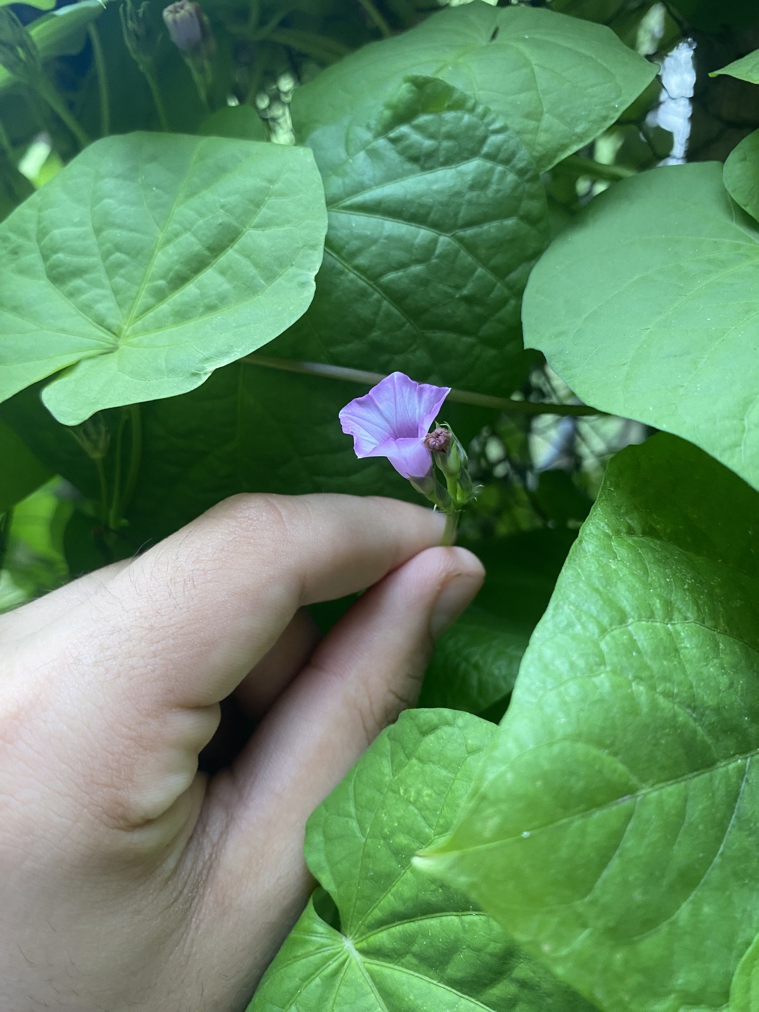 Imagem de Corda-de-viola