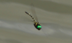 Macromia