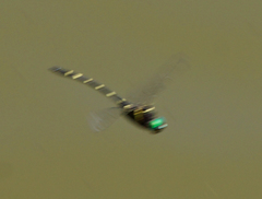 Macromia