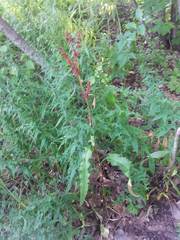 Rumex longifolius