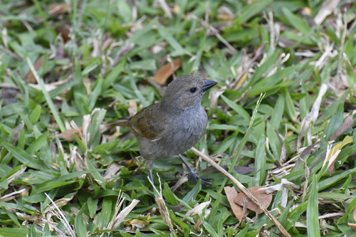Barbados Bullfinch (Loxigilla barbadensis), photo 7