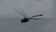Macromia