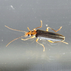 Nacerdes carniolica