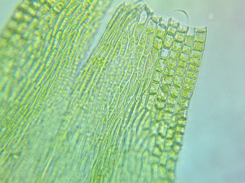 Homalotheciella subcapillata, 2025-03-08