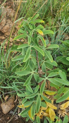 Foto de Adenia glauca