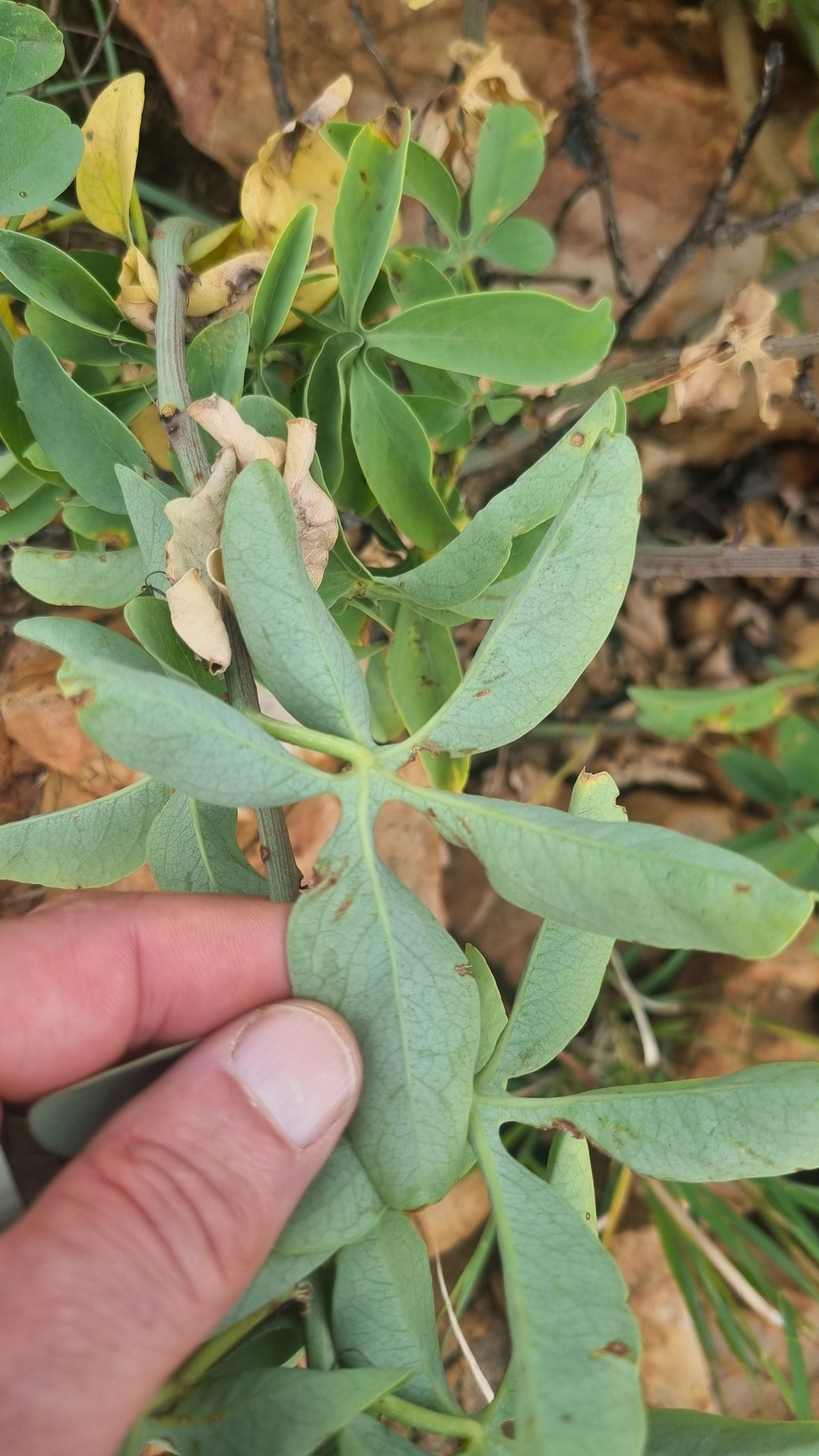 Imagem de Adenia glauca