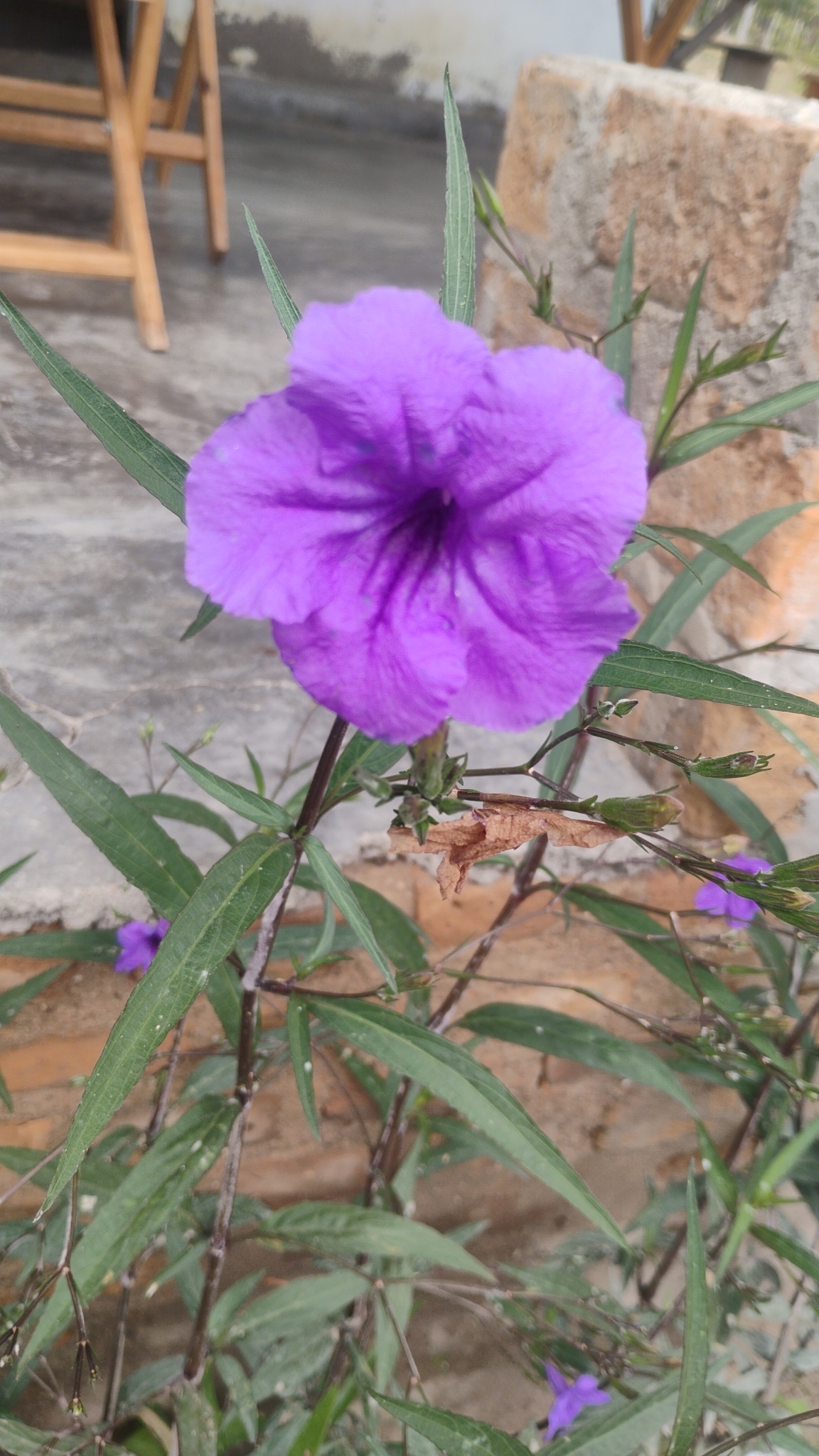 Ruellia simplex