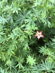 Geranium sanguineum