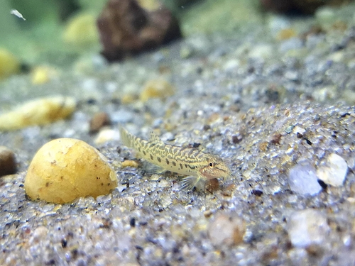 Common spiny loach (Lepidocephalichthys thermalis) — Cobitidae — 5