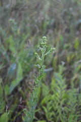 Solidago rigida