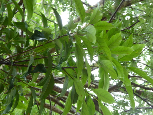 Quercus subsericea