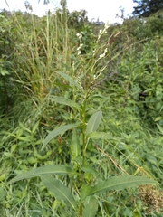 Persicaria robustior