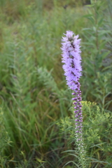 Liatris spicata