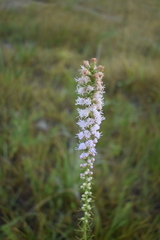 Liatris spicata