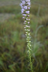Liatris spicata