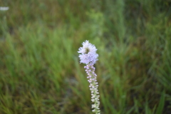 Liatris spicata