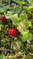 Rubus arcticus acaulis